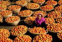 Tomato seller